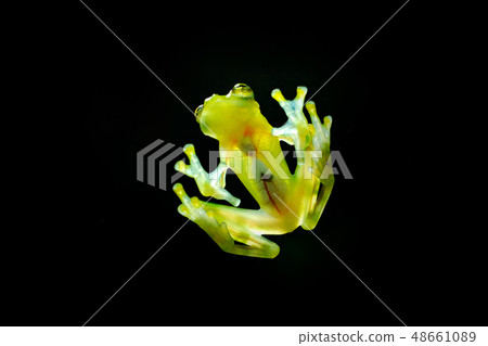 Glass frog with transparent skin, visible organs 48661089