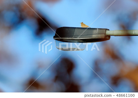 Crested Lark, Galerida cristata, on the lamp 48661100
