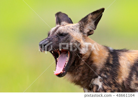 African wild dog, detail portrait with open muzzle 48661104