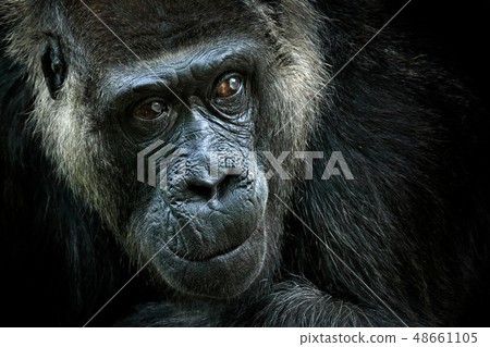 Western lowland gorilla, detail head portrait 48661105