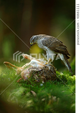 Goshawk, Accipiter gentilis, feeding on hare Goshawk, Accipiter gentilis, feeding on hare 48661111