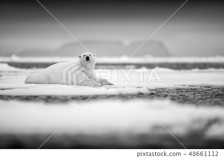 Polar bear on drift ice edge with snow and water Polar bear on drift ice edge with snow and water 48661112
