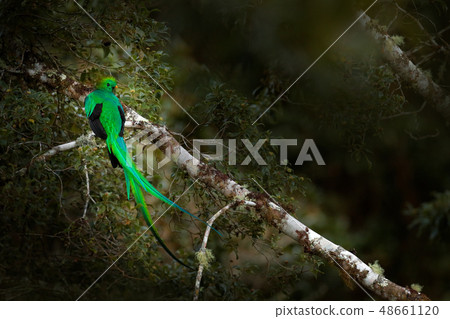 Resplendent Quetzal, Savegre in Costa Rica 48661120