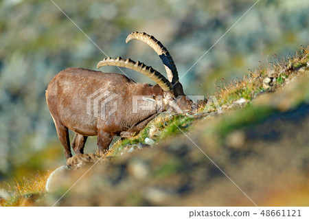 Alpine Ibex, Capra ibex, in nature habitat. Alpine Ibex, Capra ibex, in nature habitat. 48661121