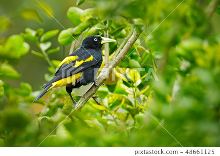 Cacicus cela, Yellow-rumped Cacique 48661125