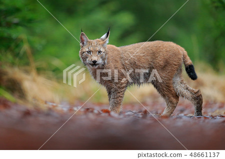 Eurasian lynx walking among the trees 48661137