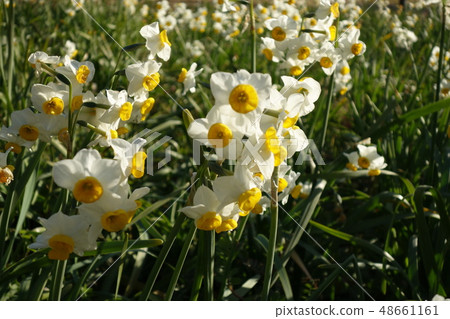 Narcissus Narcissus 48661161