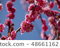 Plum blossom  48661162