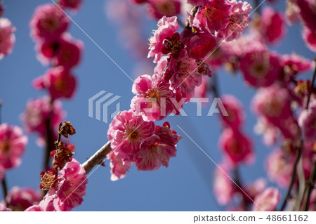 Plum blossom Plum blossom 48661162