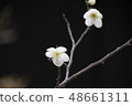 Plum blossom white plum 48661311