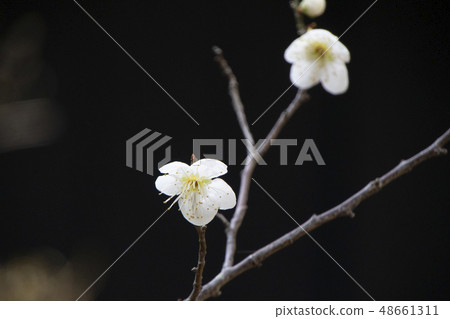 Plum blossom white plum Plum blossom white plum 48661311