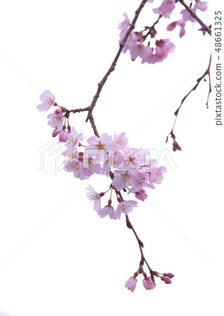 下垂的櫻桃樹 48661325