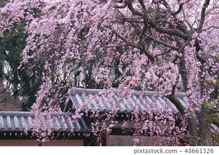 下垂的櫻桃樹 下垂的櫻桃樹 48661326