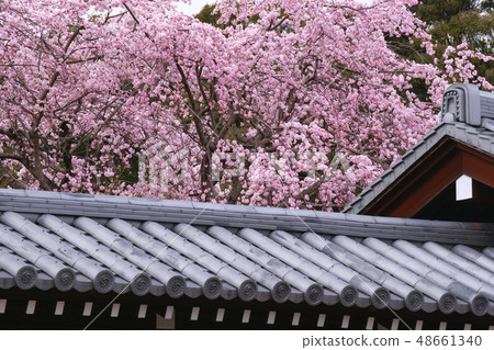 下垂的櫻桃樹 48661340