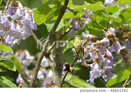 Nojiko and Tung flowers 48661342