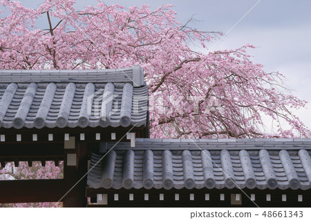 下垂的櫻桃樹 48661343