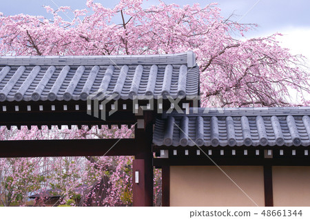 下垂的櫻桃樹 下垂的櫻桃樹 48661344