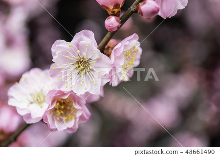 stock photo: beautiful plum blossoms see all