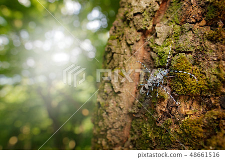 Rosalia Longicorn, Rosalia alpina, in the nature Rosalia Longicorn, Rosalia alpina, in the nature 48661516
