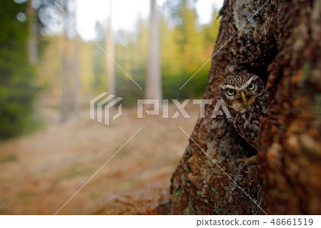 Little Owl, Athene noctua, in the nesting hole 48661519