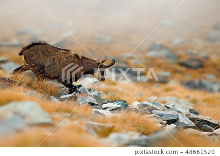 Chamois, Rupicapra rupicapra, on the rocky hill 48661520