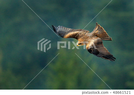 Black kite in flight, Milvus migrans, bird of prey Black kite in flight, Milvus migrans, bird of prey 48661521