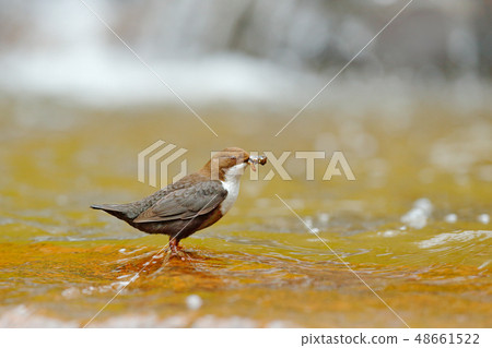 White-throated Dipper, Cinclus cinclus 48661522
