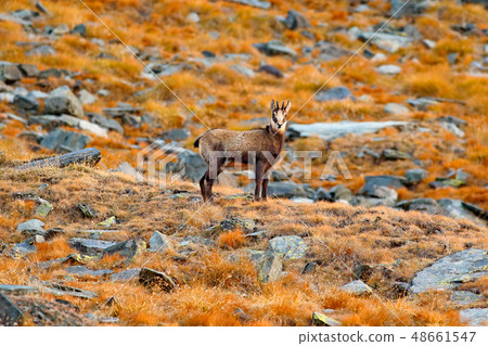 Chamois, Rupicapra rupicapra, on the rocky hill Chamois, Rupicapra rupicapra, on the rocky hill 48661547