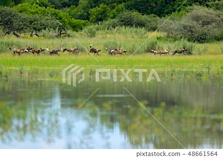 Pack of Wild Dogs Hunting in Botswana. 48661564