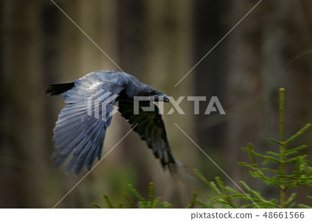 Raven in flight, Sweden. Bird in the green forest 48661566