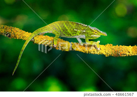 Canopy Wills chameleon, on the branch in forest Canopy Wills chameleon, on the branch in forest 48661567