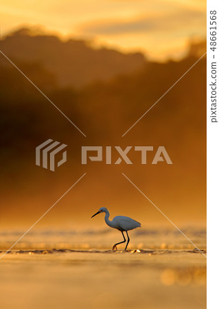 Snowy Egret, Egretta thula, in the nature coast Snowy Egret, Egretta thula, in the nature coast 48661568