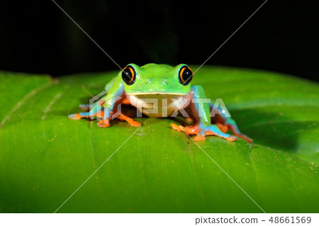 Agalychnis annae, Golden-eyed Tree Frog 48661569