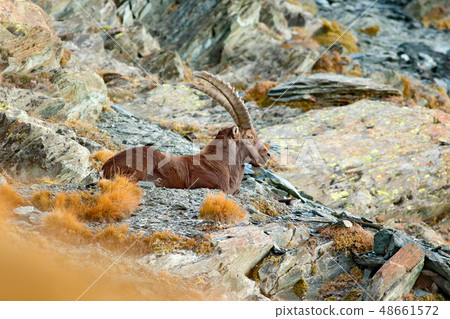 Alpine Ibex, Capra ibex relaxing on the rock 48661572