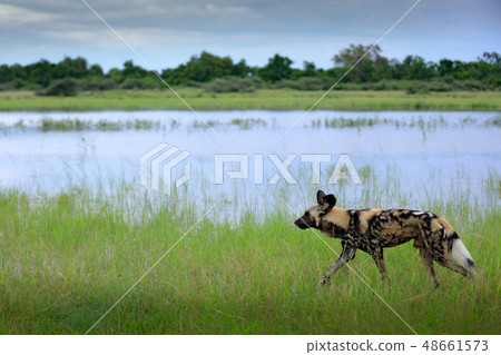 Hunting painted dog with big ears 48661573