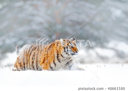Siberian tiger walking in the snow 48661580