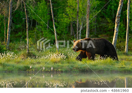 Morning light with big brown bear by the lake Morning light with big brown bear by the lake 48661960
