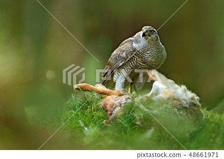 Goshawk, Accipiter gentilis, feeding on hare 48661971