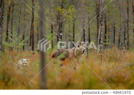 Bear family in orange autumn forest 48661978