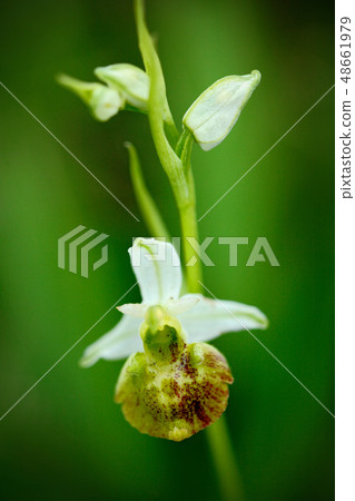 White yellow Ophrys holoserica subsp White yellow Ophrys holoserica subsp 48661979
