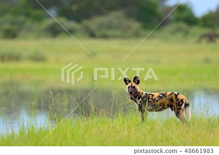 Hunting painted dog with big ears Hunting painted dog with big ears 48661983