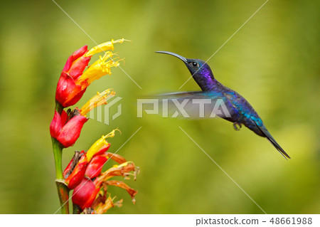 Big blue hummingbird Violet Sabrewing in flight 48661988