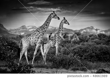 Two giraffes with Drakensberg mountain 48661989
