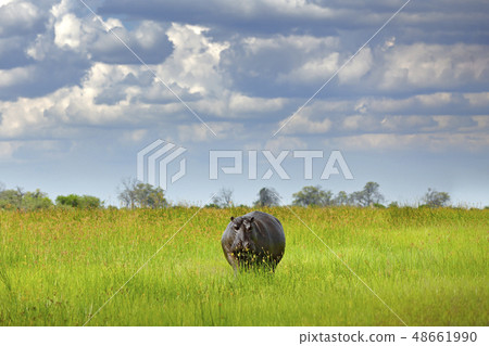 Hippo in the grass, wet green season 48661990