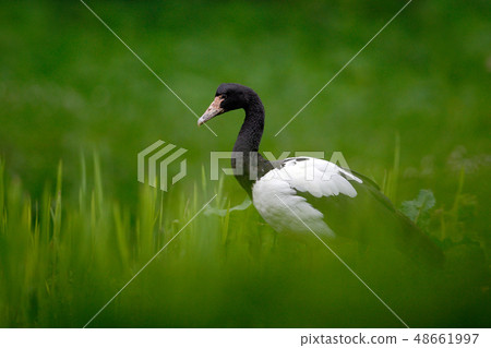 Magpie goose, Anseranas semipalmata Magpie goose, Anseranas semipalmata 48661997