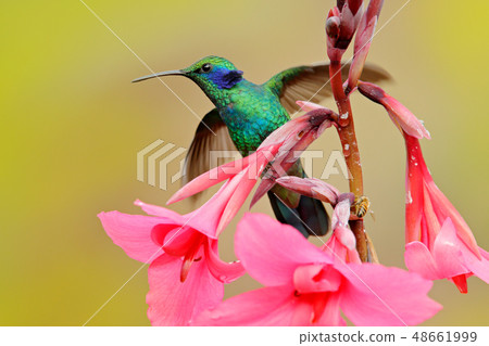 Hummingbird with red bloom forest habitat Hummingbird with red bloom forest habitat 48661999