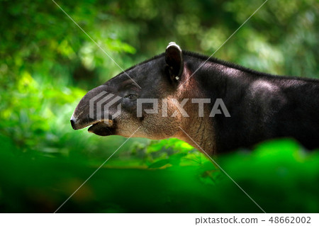 Tapir in nature. Central America Baird's tapir Tapir in nature. Central America Baird's tapir 48662002