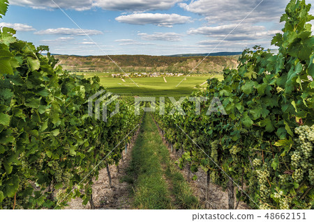 Leiwen at the Moselle Rhineland-Palatinate Germany Leiwen at the Moselle Rhineland-Palatinate Germany 48662151
