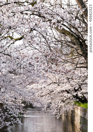 A scenery of cherry blossoms around Tamushigawa River in Yao City, Osaka Prefecture. 48662823