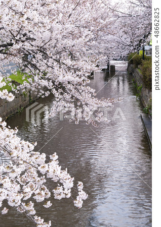 大阪府姚市Tamushigawa河周圍的櫻花景色。 48662825